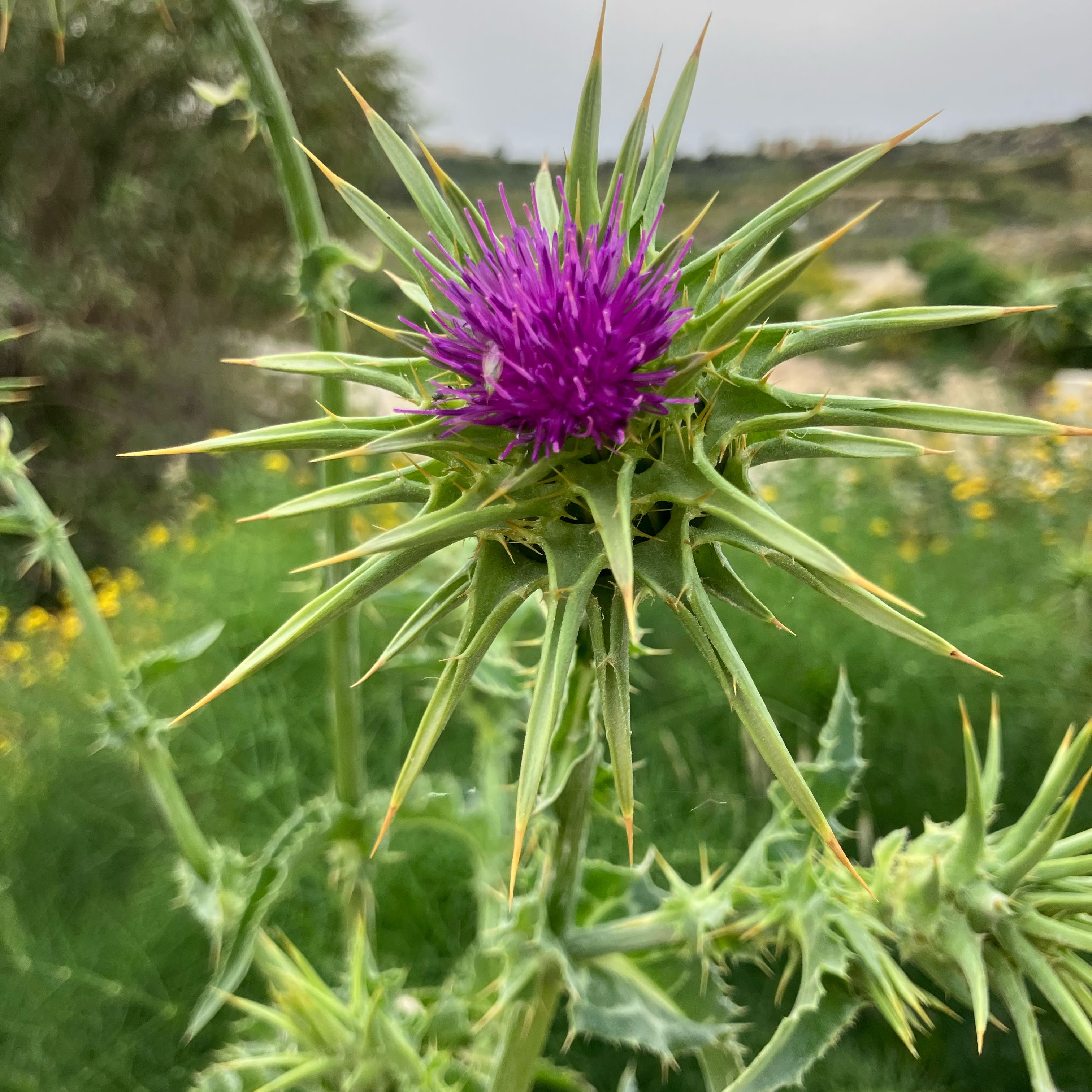 Photo of the plant species Blessed Milk Thistle by @SmartKonjac26 named Orwell on Greg, the plant care app