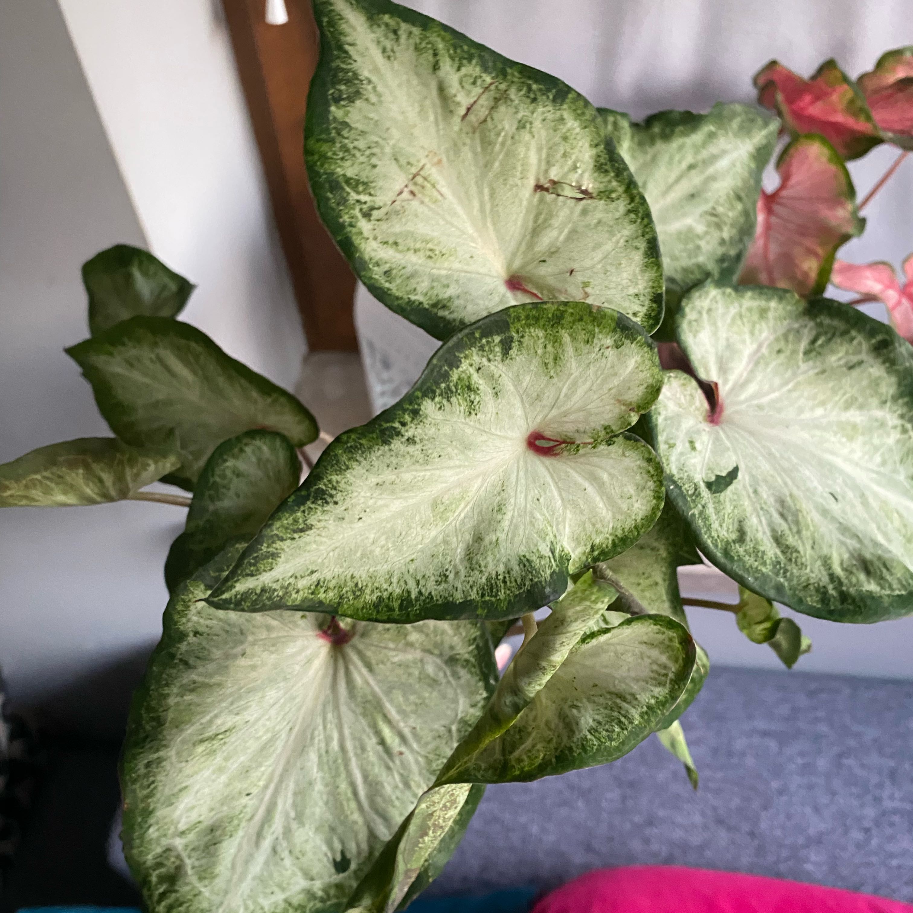 Photo of the plant species Caladium White Wonder by @FunNeslia46 named Baesil on Greg, the plant care app