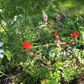 Photo of the plant species Maltese Cross by @ReallySnailvine named Nemo on Greg, the plant care app