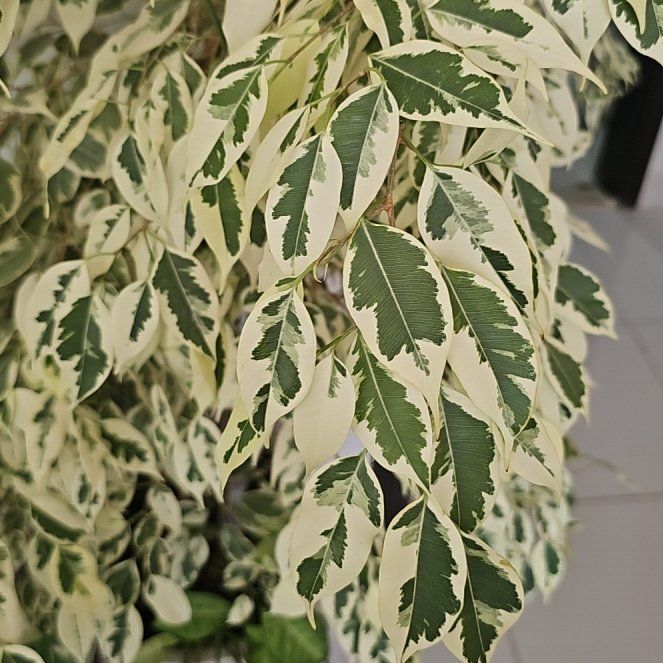Photo of the plant species Variegated Weeping Fig by @Jouri1779 named Nemo on Greg, the plant care app