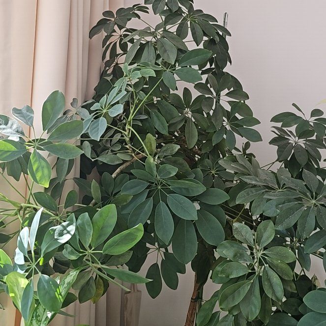 Photo of the plant species umbrella plant by @Jouri1779 named Sahara on Greg, the plant care app