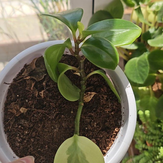 Photo of the plant species Baby Rubber Plant by @Jouri1779 named Mando on Greg, the plant care app