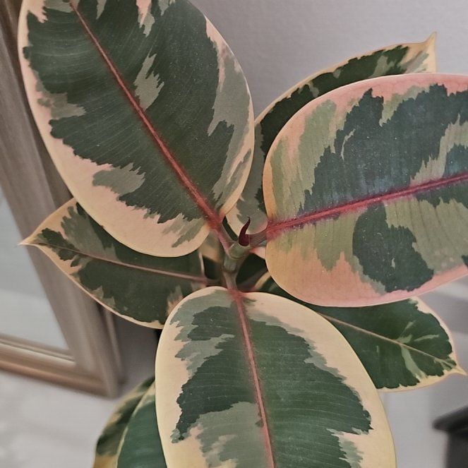 Photo of the plant species Ruby Rubber by @Jouri1779 named Athena on Greg, the plant care app