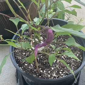 Photo of the plant species Capsicum 'Acapulco Purple' by @BigFord41 named Navajo on Greg, the plant care app