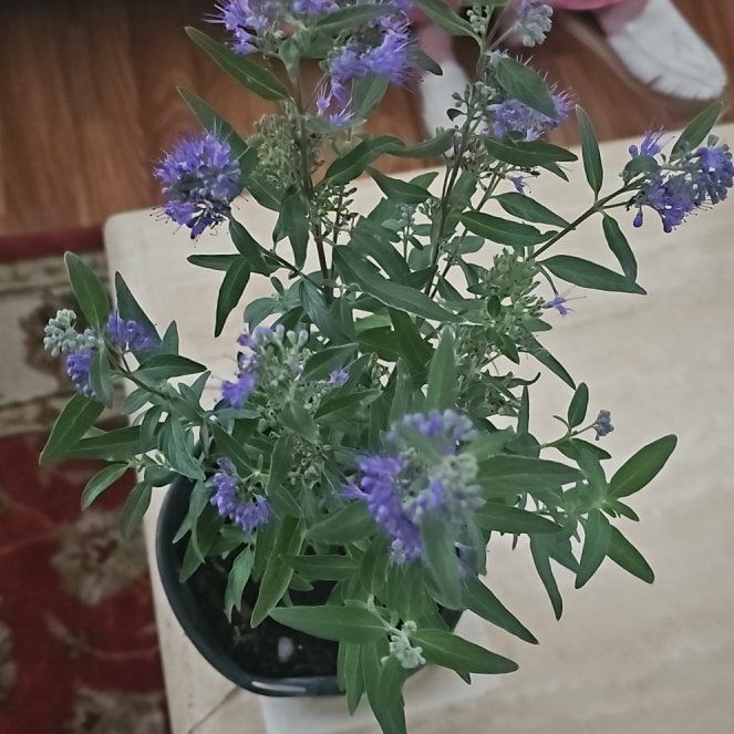 Photo of the plant species Gold Crest Bluebeard by @sanantoniosteph named Muhammad Ali on Greg, the plant care app