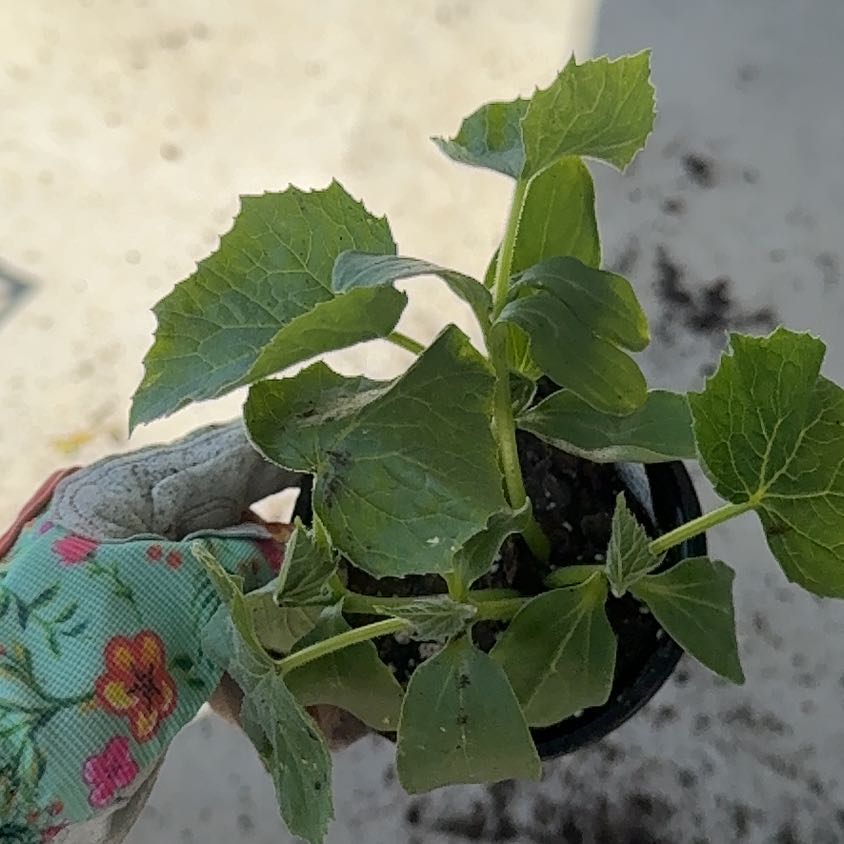 Photo of the plant species Japanese Cucumber by @WinTipa85 named Forrest on Greg, the plant care app