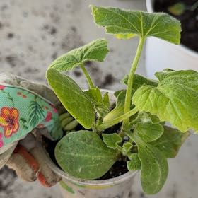 Photo of the plant species Summer Crookneck Squash by @WinTipa85 named Marley on Greg, the plant care app
