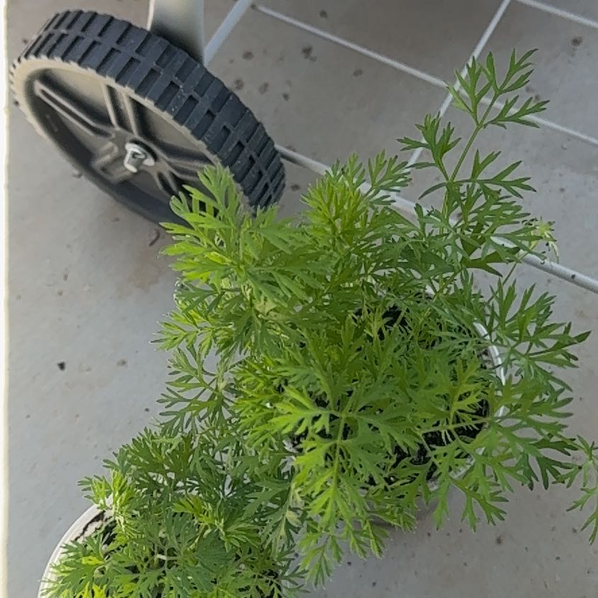 Photo of the plant species Rainbow Carrot by @WinTipa85 named Sigmund on Greg, the plant care app