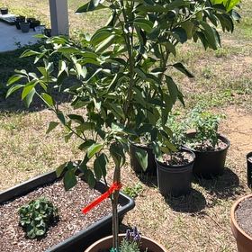 Photo of the plant species Hamlin Sweet Orange Tree by @IsaacJacobs named Hamlin Orange on Greg, the plant care app