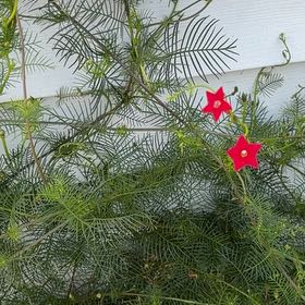 Photo of the plant species Cypress Vine by @WiseLippia1 named Zeus on Greg, the plant care app