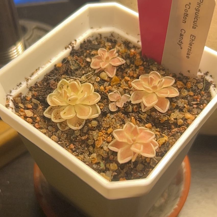 Photo of the plant species Mexican Butterwort by @aimeepag named Pinkie Pie on Greg, the plant care app