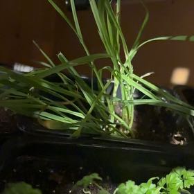 Photo of the plant species Golden Oats by @LucentDuranta named Diana on Greg, the plant care app