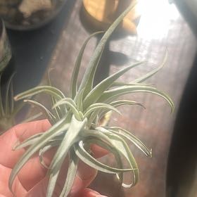 Photo of the plant species Tillandsia by @PotentApple20 named Harmony on Greg, the plant care app