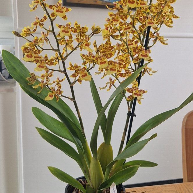 Photo of the plant species Odontocidium Catatante 'Pacific Sun Spots' by @CivilizedWorm named Giovanni on Greg, the plant care app