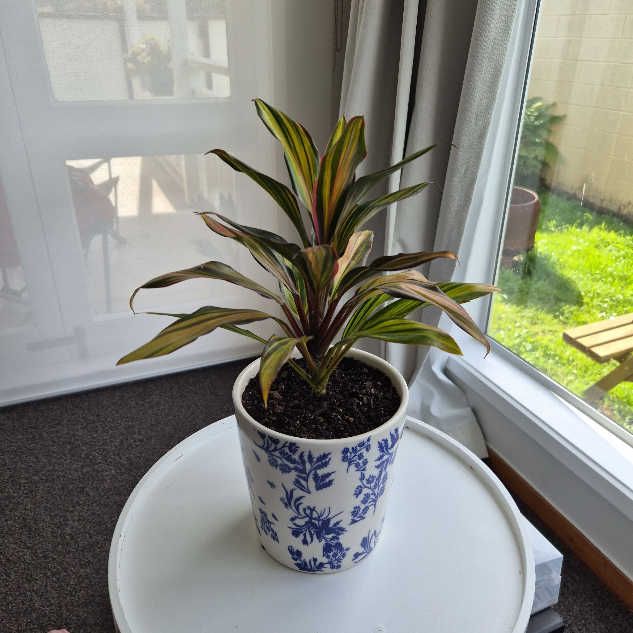 Photo of the plant species Cordyline 'Red Edge' by @CivilizedWorm named Navajo on Greg, the plant care app