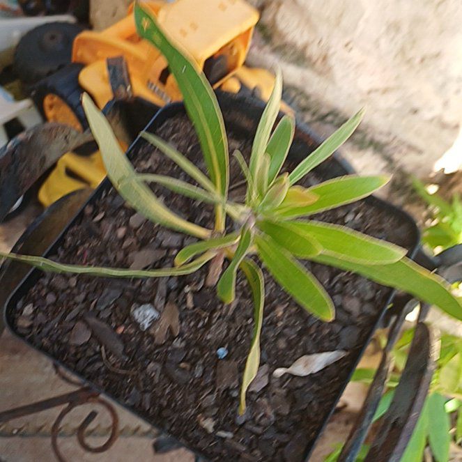 Photo of the plant species Pink Ice Protea by @PrimoMangeao53 named Pink Ice on Greg, the plant care app