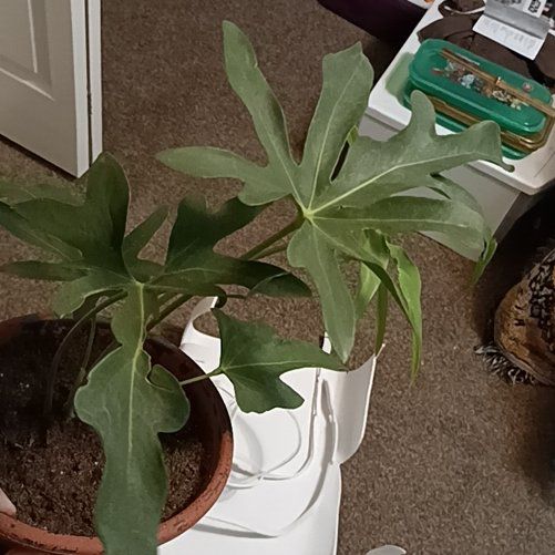 Photo of the plant species Anthurium podophyllum hybrid by @BoldCarminealoe named Keanu Leaves on Greg, the plant care app