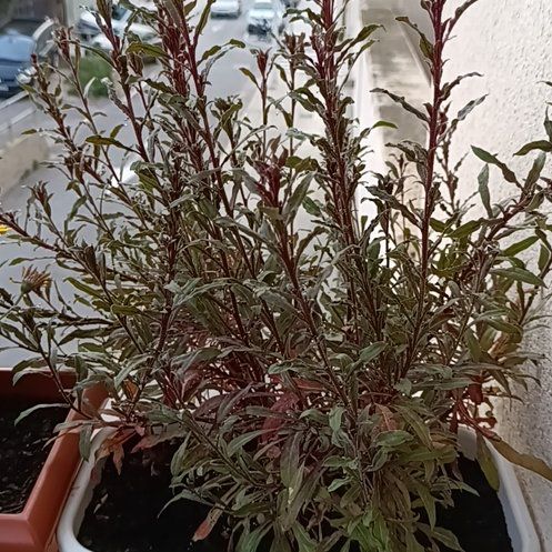 Photo of the plant species Gaura by @FabChilli91 named Queen on Greg, the plant care app