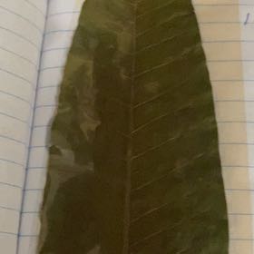 Photo of the plant species Big-Leaf Magnolia by @AlwaysMayten71 named Ulysses S Plant on Greg, the plant care app