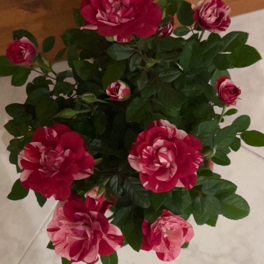 Photo of the plant species Rosa 'Henri Matisse' by @EagerWaterwheel named Forrest on Greg, the plant care app