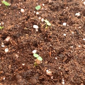 Photo of the plant species Corn Salad 'Vit' by @SteadyTawa21 named Navajo on Greg, the plant care app