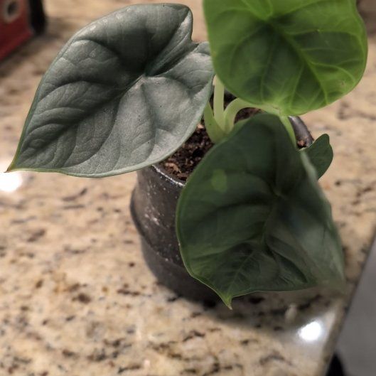 Photo of the plant species alocasia nebula by @ExuberantTule81 named Walt on Greg, the plant care app