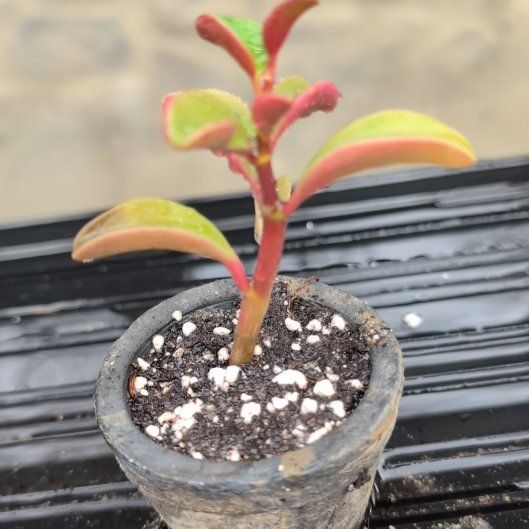Photo of the plant species Lilium 'Hotlips' by @ExuberantTule81 named Leaf Erickson on Greg, the plant care app