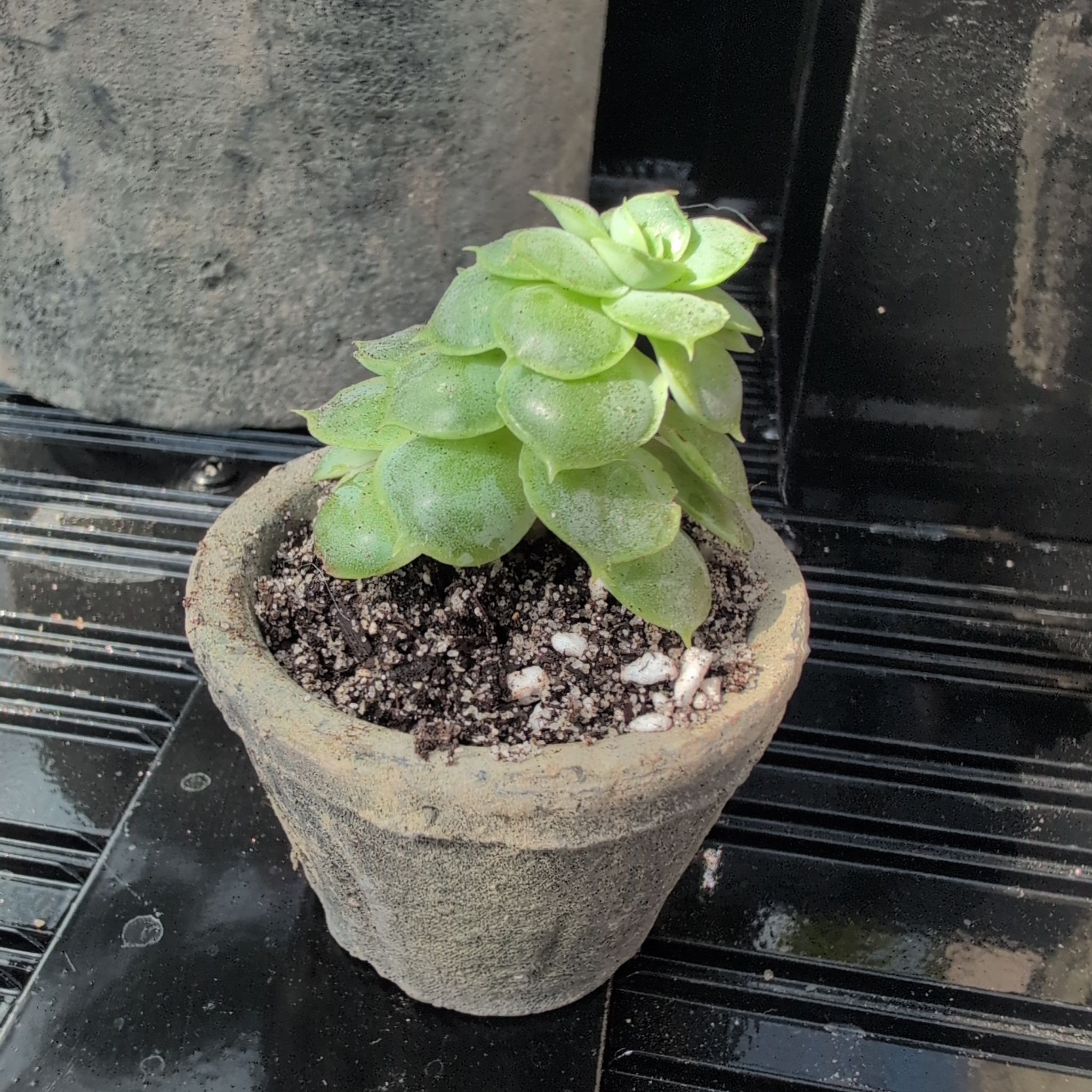 Photo of the plant species Echeveria 'Michella' by @ExuberantTule81 named Bodhi on Greg, the plant care app