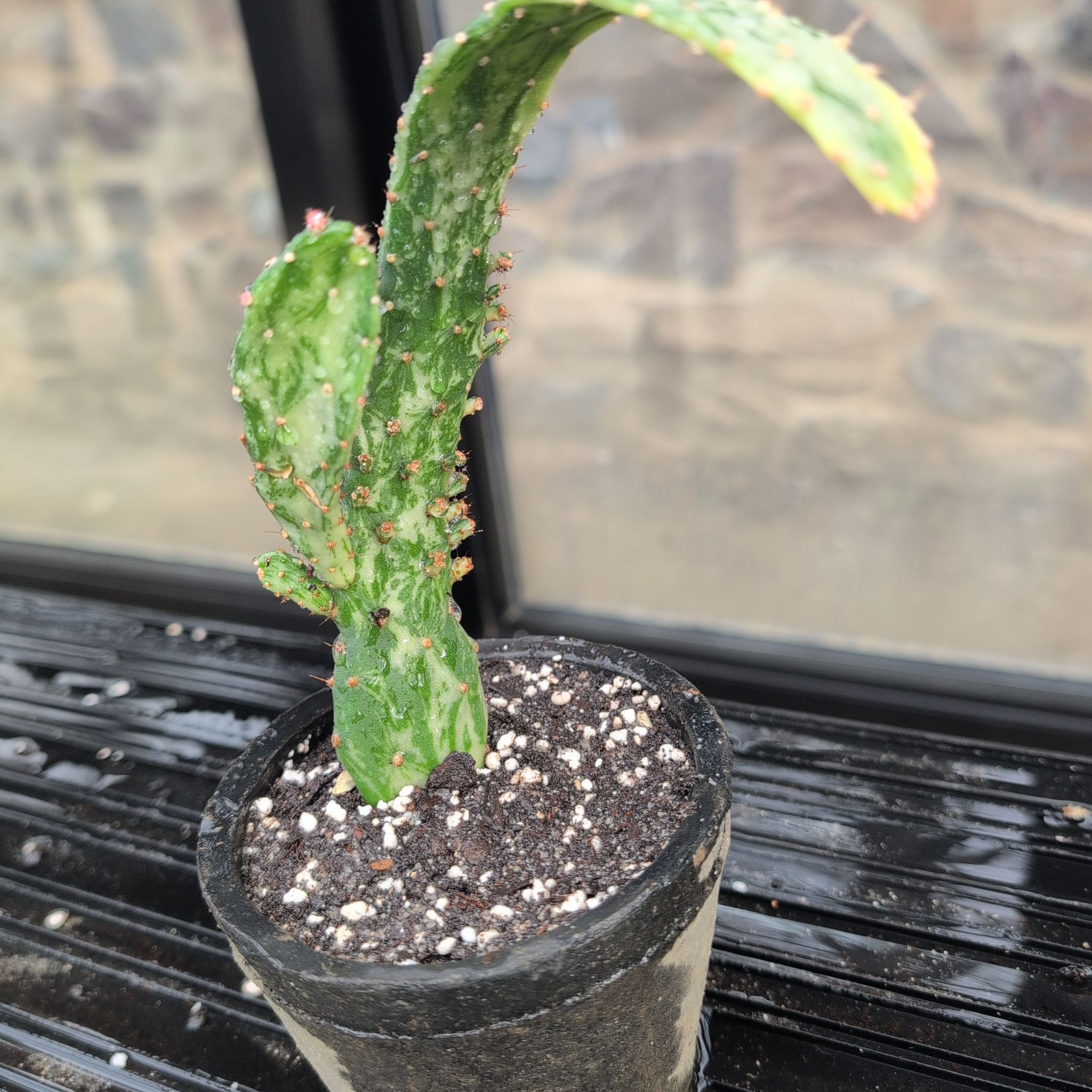 Photo of the plant species Marbled Maverick Cactus by @ExuberantTule81 named Stella on Greg, the plant care app
