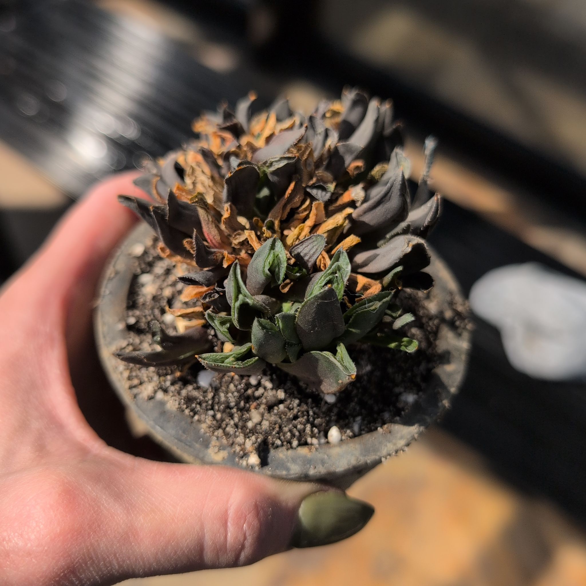 Photo of the plant species Puya alpestris by @ExuberantTule81 named Tupot amaroot on Greg, the plant care app