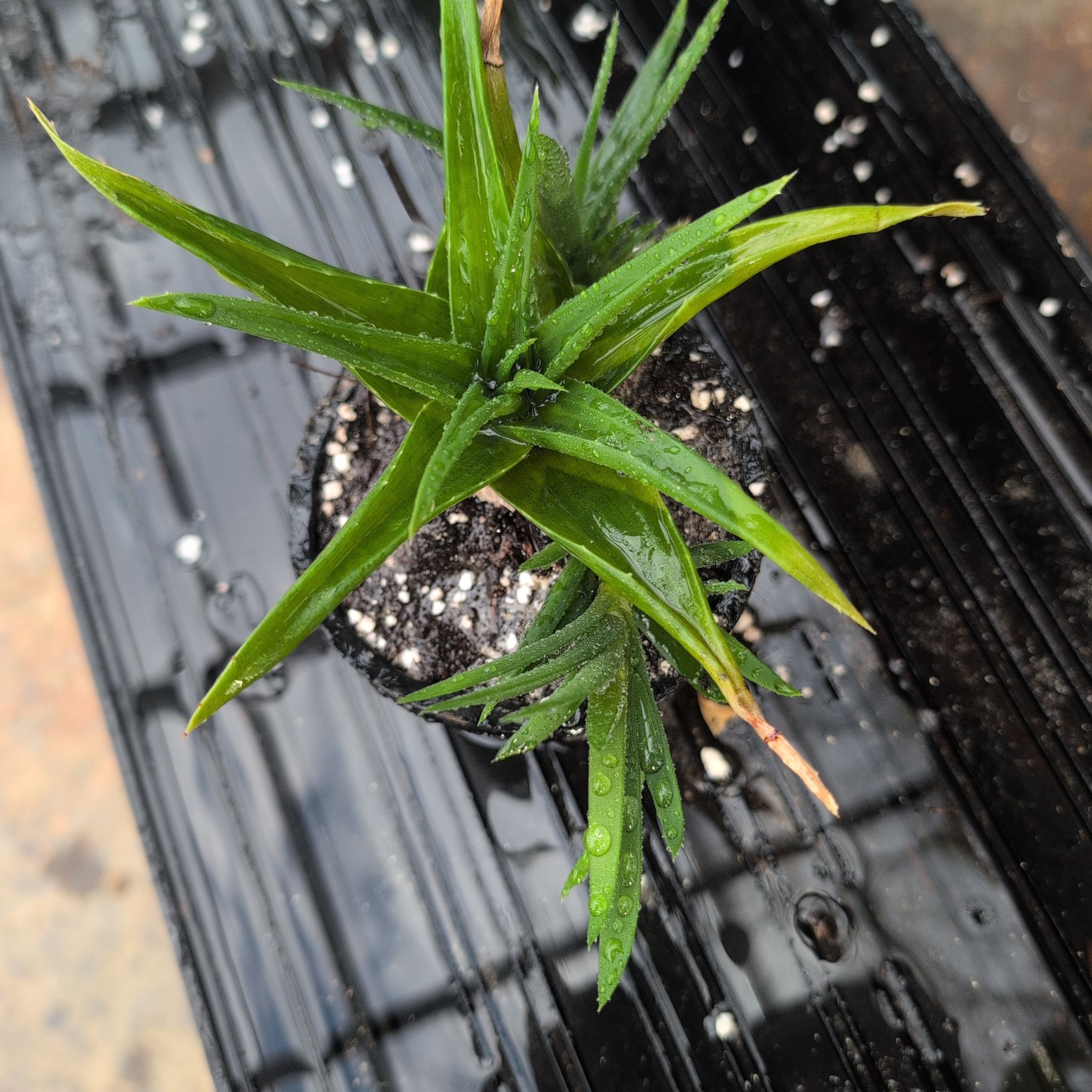 Photo of the plant species Fynbos aloe by @ExuberantTule81 named Willow on Greg, the plant care app