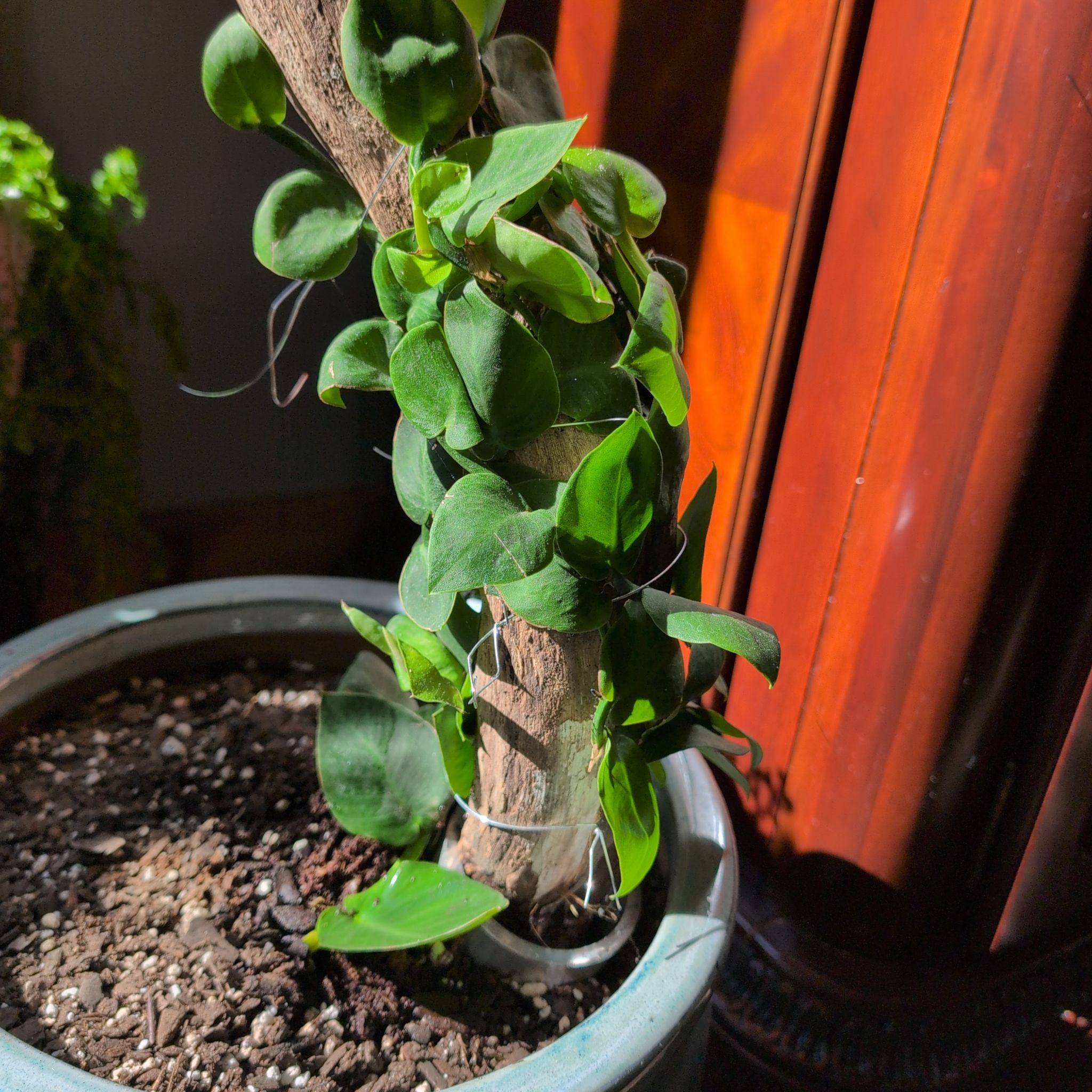Photo of the plant species Shingle Plant by @ExuberantTule81 named Harry on Greg, the plant care app