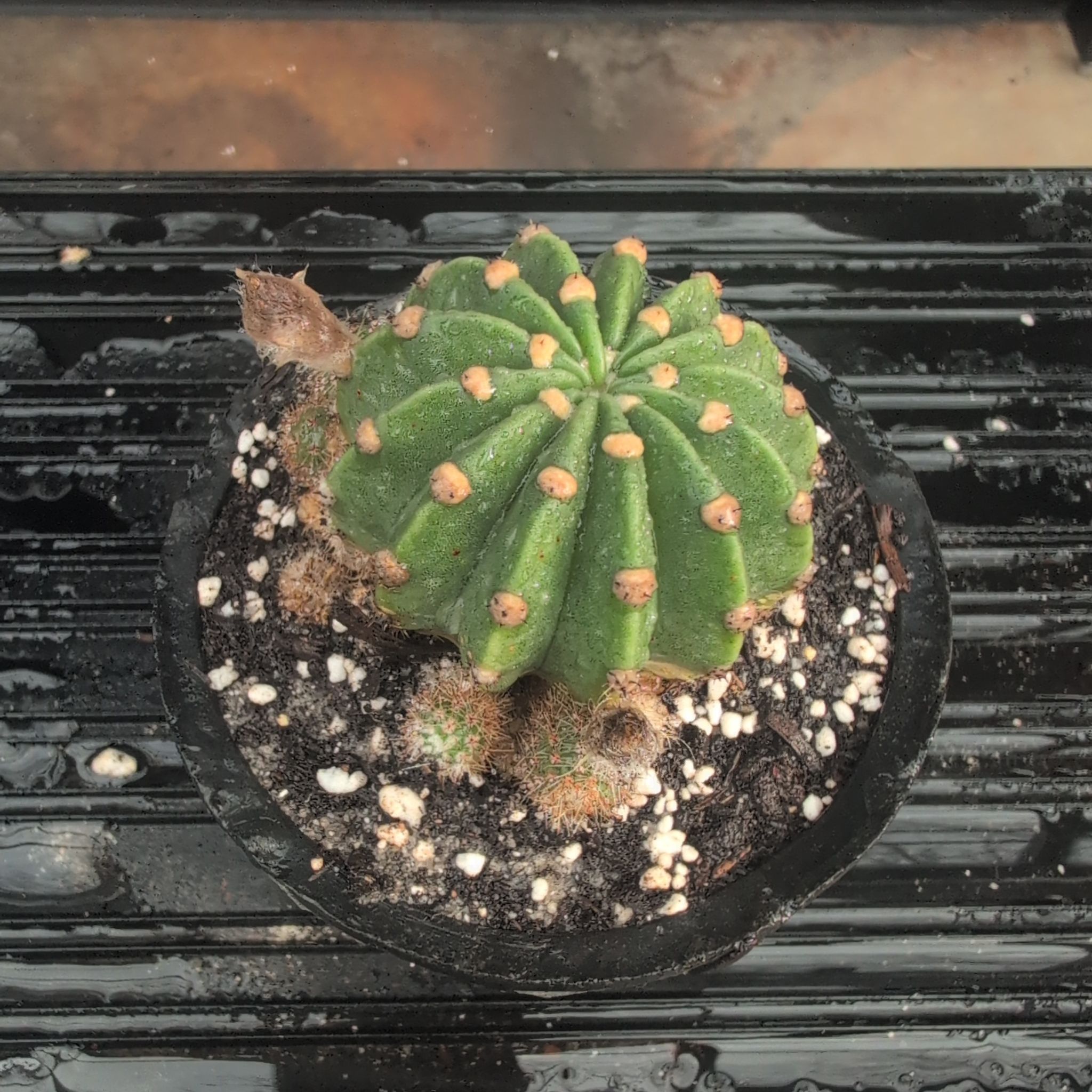 Photo of the plant species Domino Cactus by @ExuberantTule81 named Maya on Greg, the plant care app