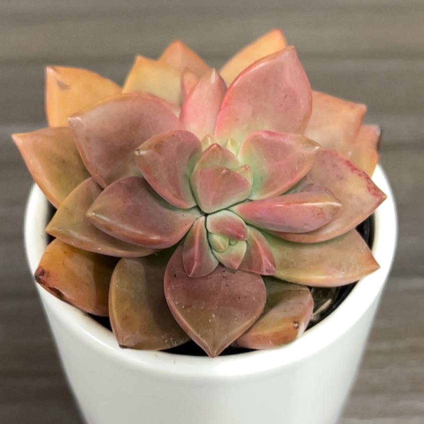 Photo of the plant species succulent by @CaringVelvetash named Terra on Greg, the plant care app