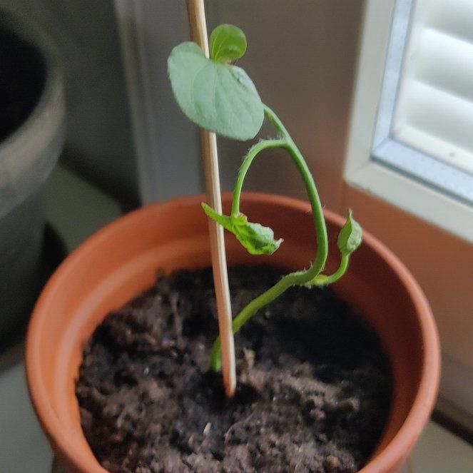 Photo of the plant species Wild Sweet Potato by @rontti named Batabata on Greg, the plant care app
