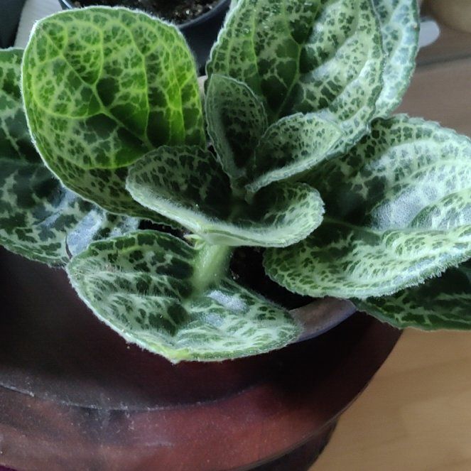 Photo of the plant species Downy Rattlesnake Plantain by @rontti named Curie on Greg, the plant care app