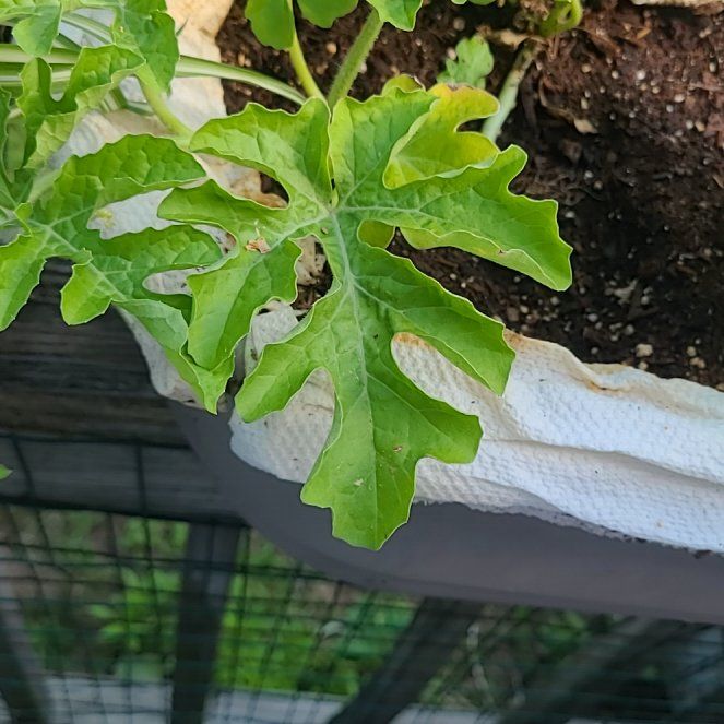 Photo of the plant species Watermelon by @KeyRedlion23 named Harry on Greg, the plant care app