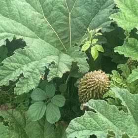 Photo of the plant species Giant Rhubarb by @FunRedsage16 named Tupot amaroot on Greg, the plant care app