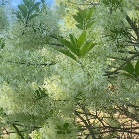 Photo of the plant species Fringetree by @FunRedsage16 named Einstein on Greg, the plant care app