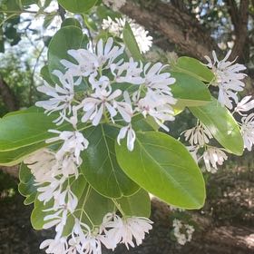 Photo of the plant species Fringetree by @FunRedsage16 named Keanu Leaves on Greg, the plant care app