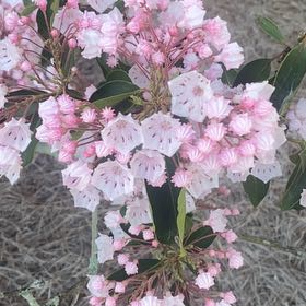 Photo of the plant species Calico Bush by @FunRedsage16 named Miley on Greg, the plant care app