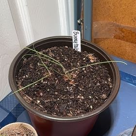 Photo of the plant species Bunny Tail by @CuddlyBalsamfir named Bunny tail on Greg, the plant care app