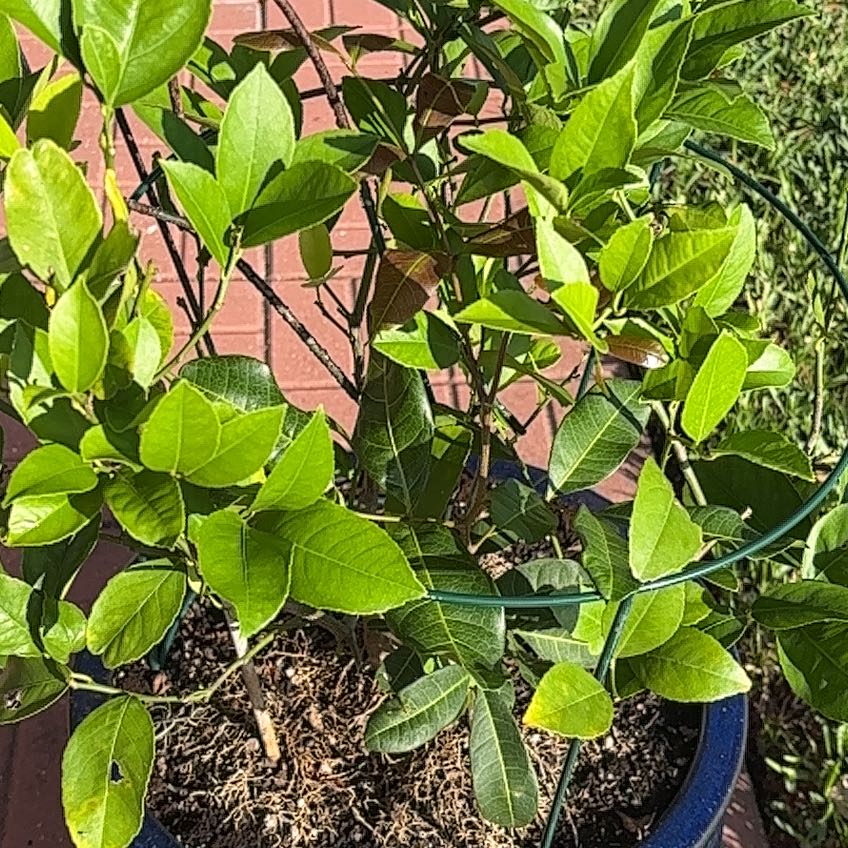 Photo of the plant species Dwarf Improved Meyer Lemon Tree by @YummyChollipo named Demi on Greg, the plant care app