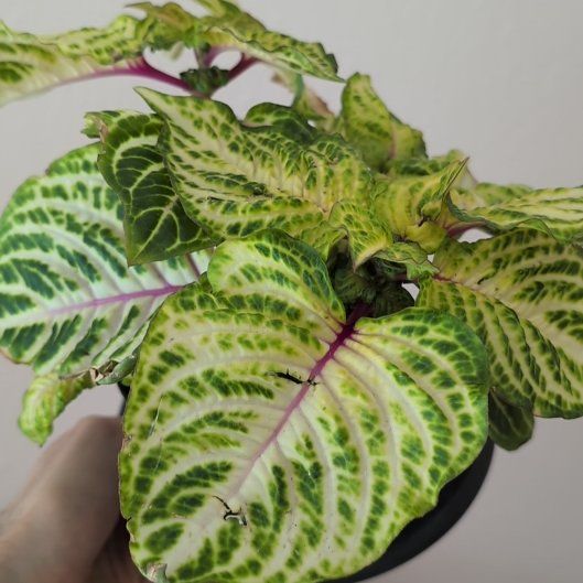 Photo of the plant species Bloodleaf by @Riximus named Lebron on Greg, the plant care app