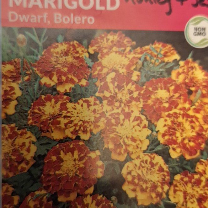 Photo of the plant species Dwarf Bolero Marigold by @ToughCanadaplum named Tolkien on Greg, the plant care app