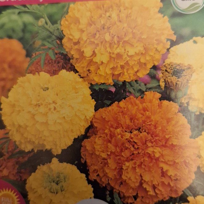 Photo of the plant species Crackerjack Mix Marigold by @ToughCanadaplum named Beyonce on Greg, the plant care app