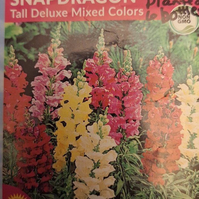 Photo of the plant species Tall Deluxe Snapdragon by @ToughCanadaplum named Anne on Greg, the plant care app