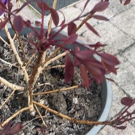 Photo of the plant species Caribbean Copper Plant by @JazzyFynbosaloe named Doja Cat on Greg, the plant care app