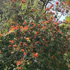 Photo of the plant species Scarlet Firethorn by @JazzyFynbosaloe named Mochi on Greg, the plant care app