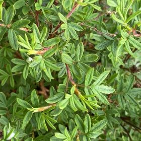 Photo of the plant species Shrubby Cinquefoil by @JazzyFynbosaloe named Homer on Greg, the plant care app